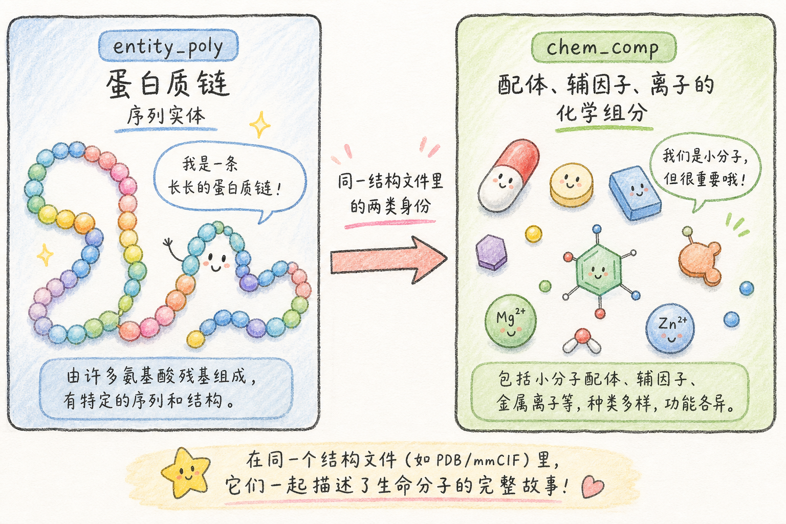 聚合物实体 entity_poly 与化学组分 chem_comp 分工（科普手绘漫画风，非官方原图）