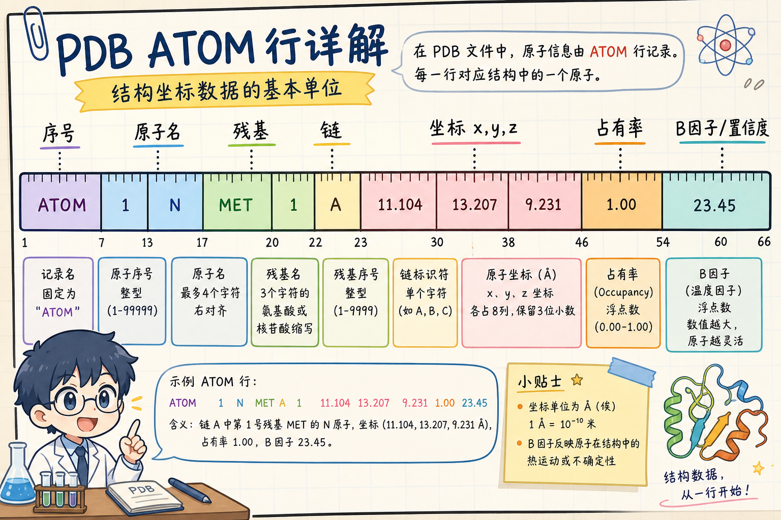 PDB ATOM 行字段分区示意（科研动漫风示意图，非官方原图）