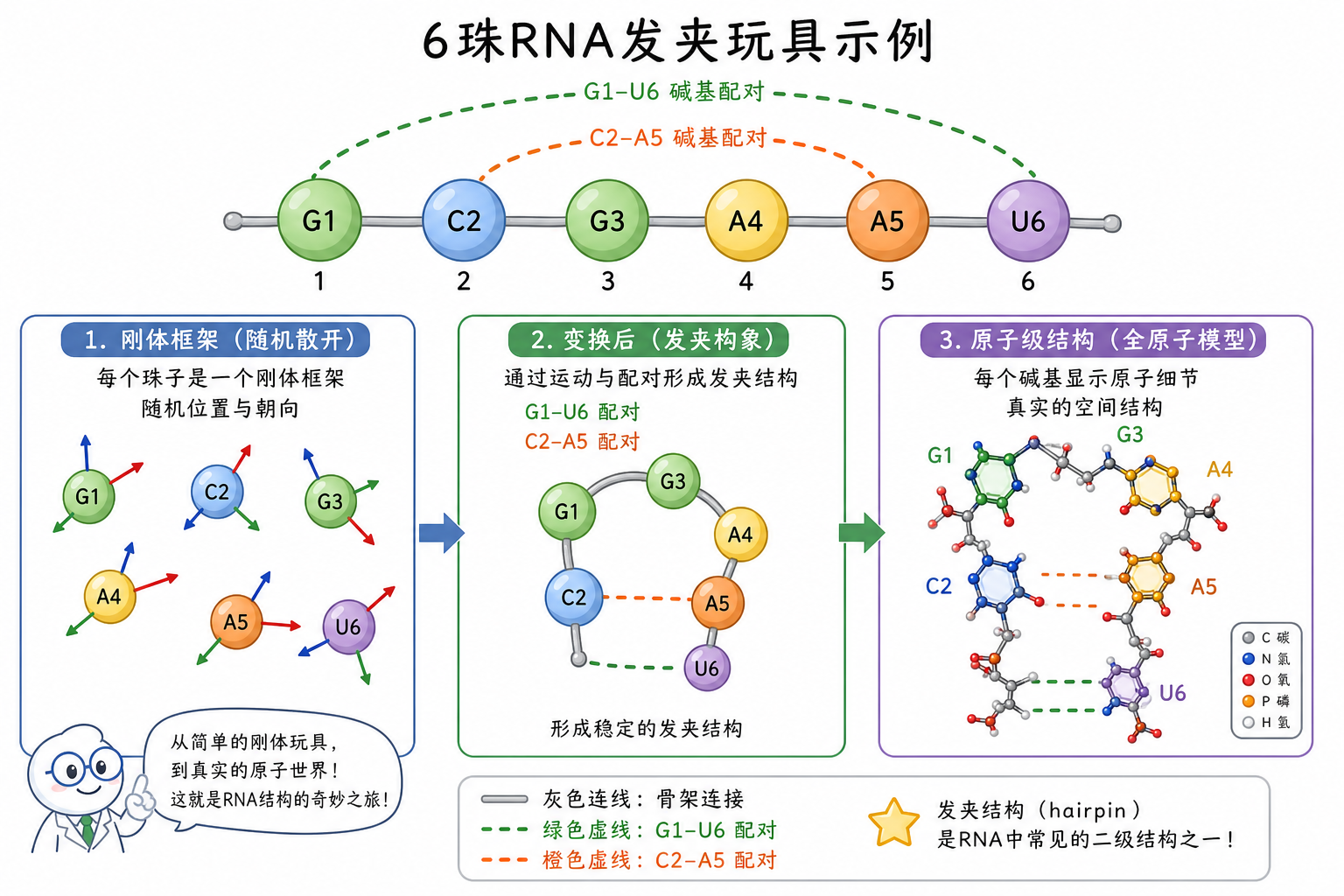 6 核苷酸发夹 RNA 玩具例子(科普示意图)