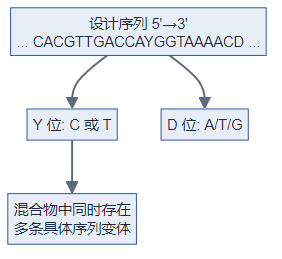 简并位点展开为多条具体序列变体(逻辑图)