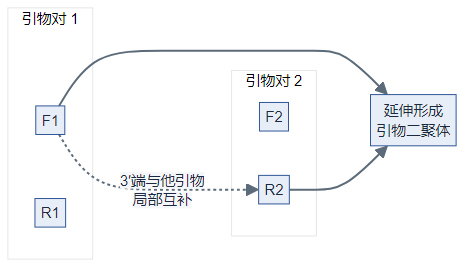 跨对 3′ 互补可延伸形成引物二聚体（逻辑图）