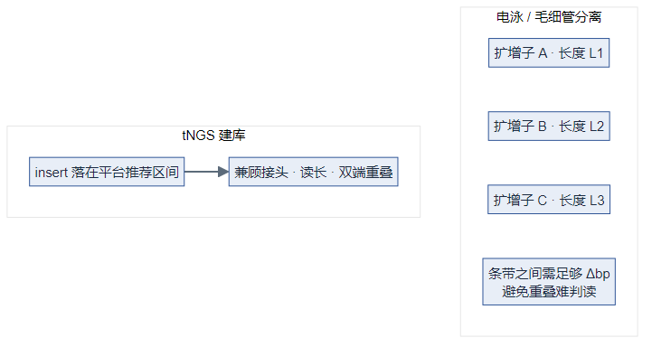 电泳条带间距与 tNGS insert/接头约束（逻辑图）