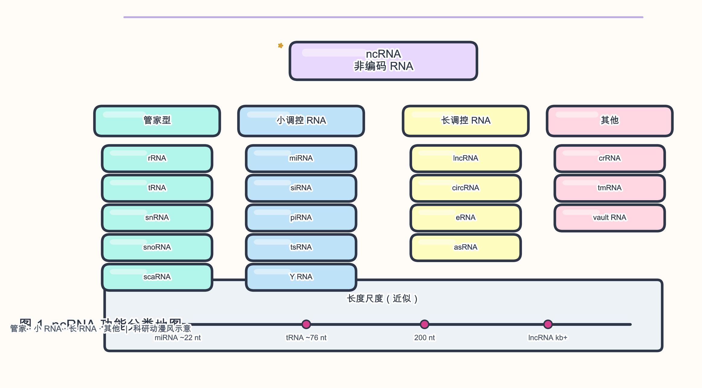 图 1　ncRNA 按功能与长度的分类示意