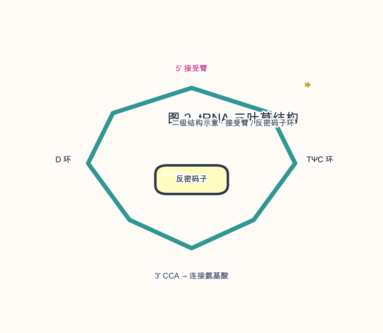 图 2　tRNA 三叶草二级结构示意