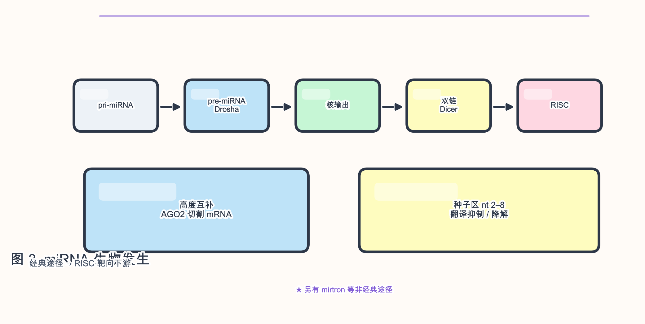 图 3　miRNA 典型生物发生与 RISC 靶向下游模式
