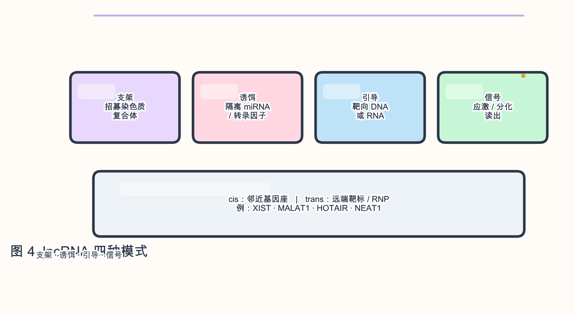 图 4　lncRNA 常见作用模式（cis/trans、支架/诱饵/引导/信号）