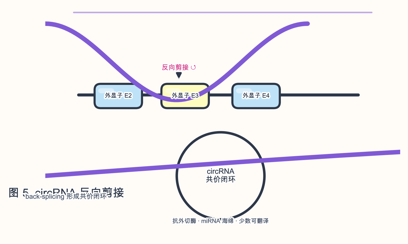图 5　circRNA 反向剪接与功能示意