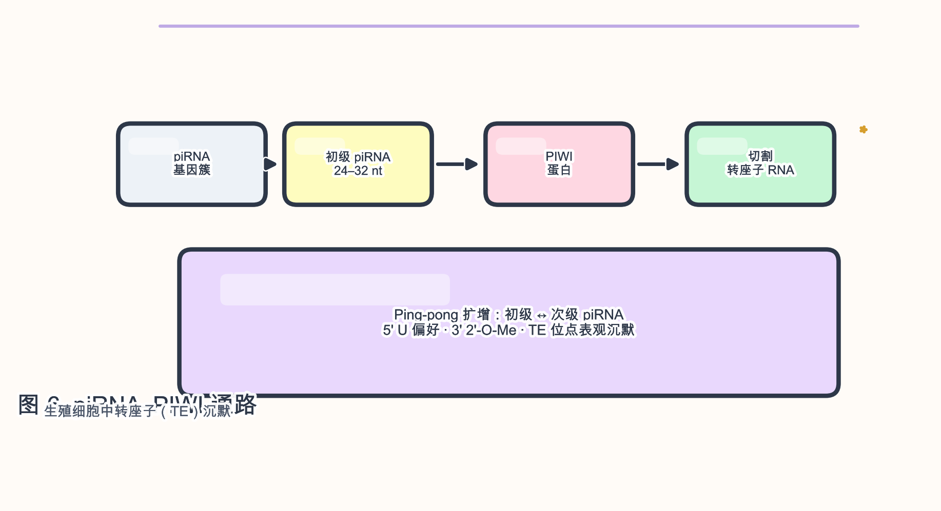 图 6　piRNA–PIWI 与转座子沉默（简化）