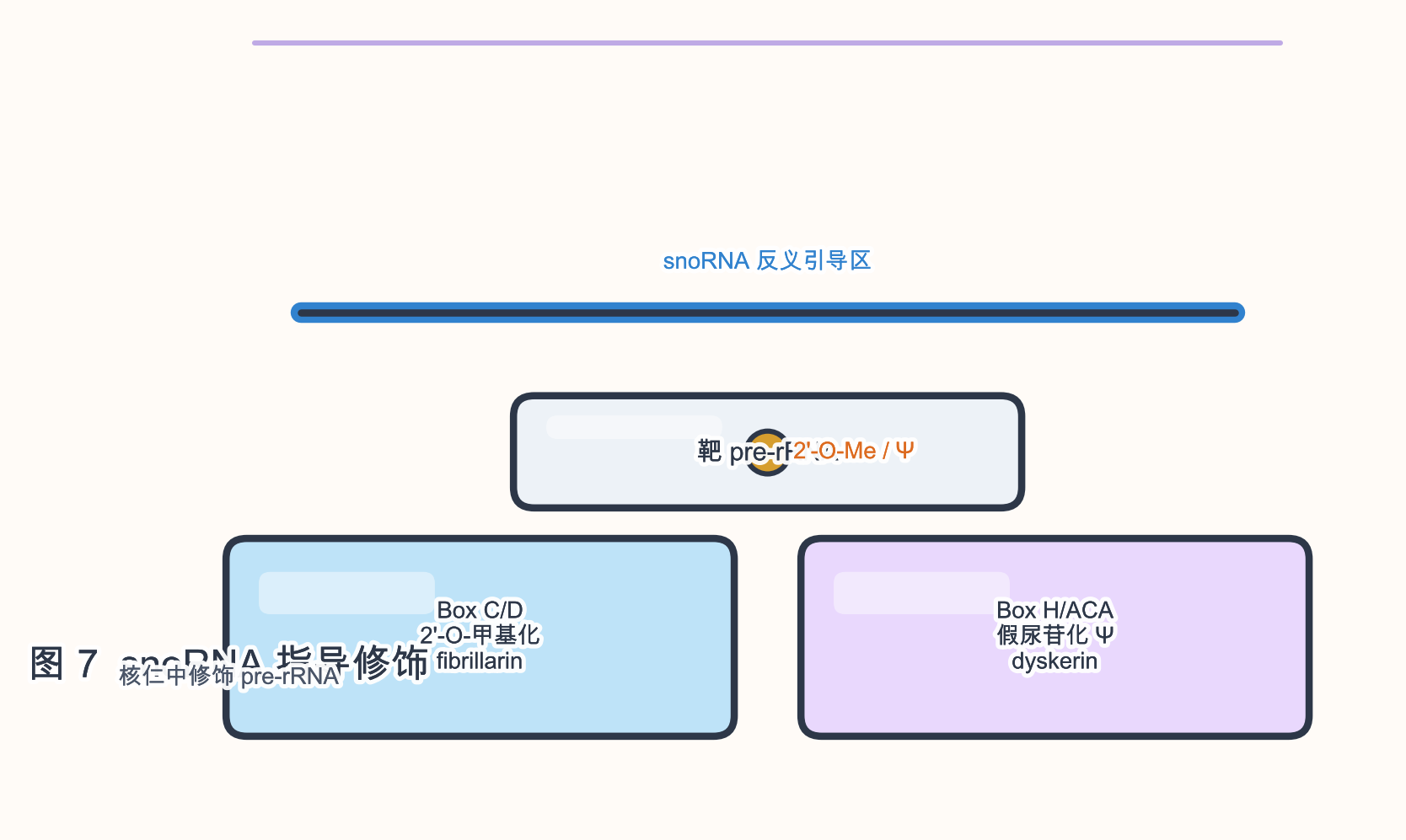 图 7　snoRNA 指导 rRNA 修饰（C/D 与 H/ACA）示意