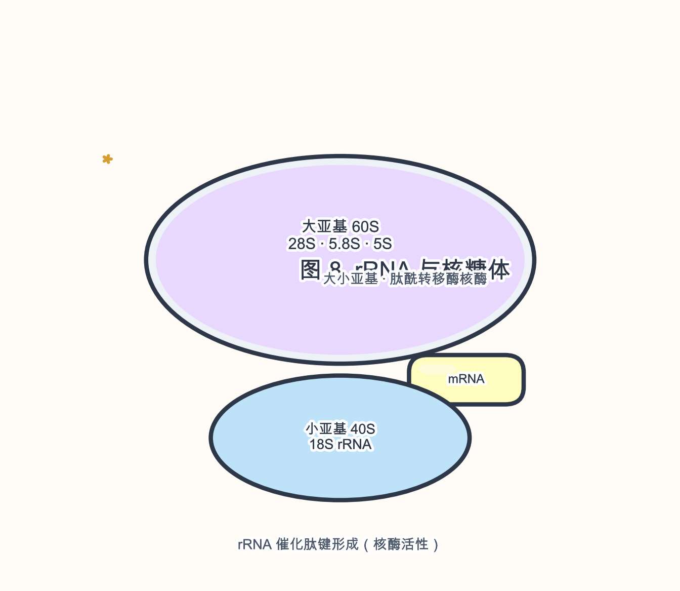 图 8　rRNA 在核糖体亚基中的位置与催化角色示意