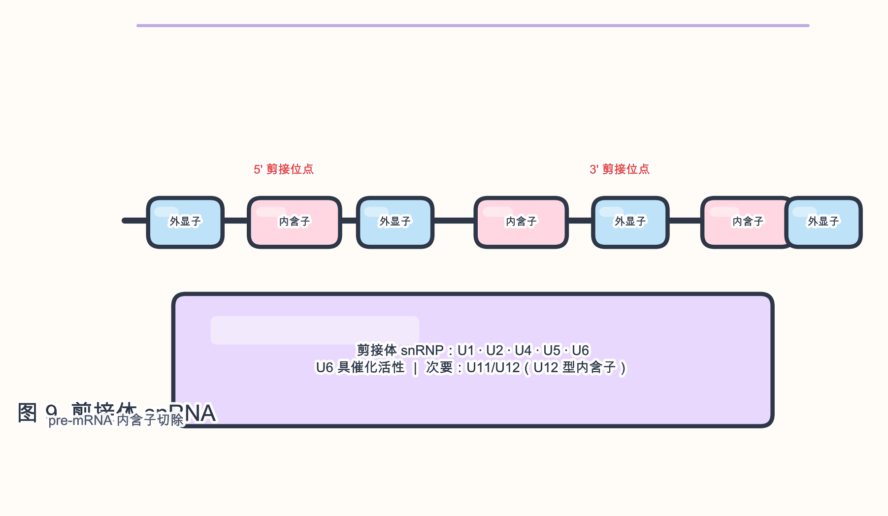 图 9　剪接体 snRNA 与 pre-mRNA 剪接概念