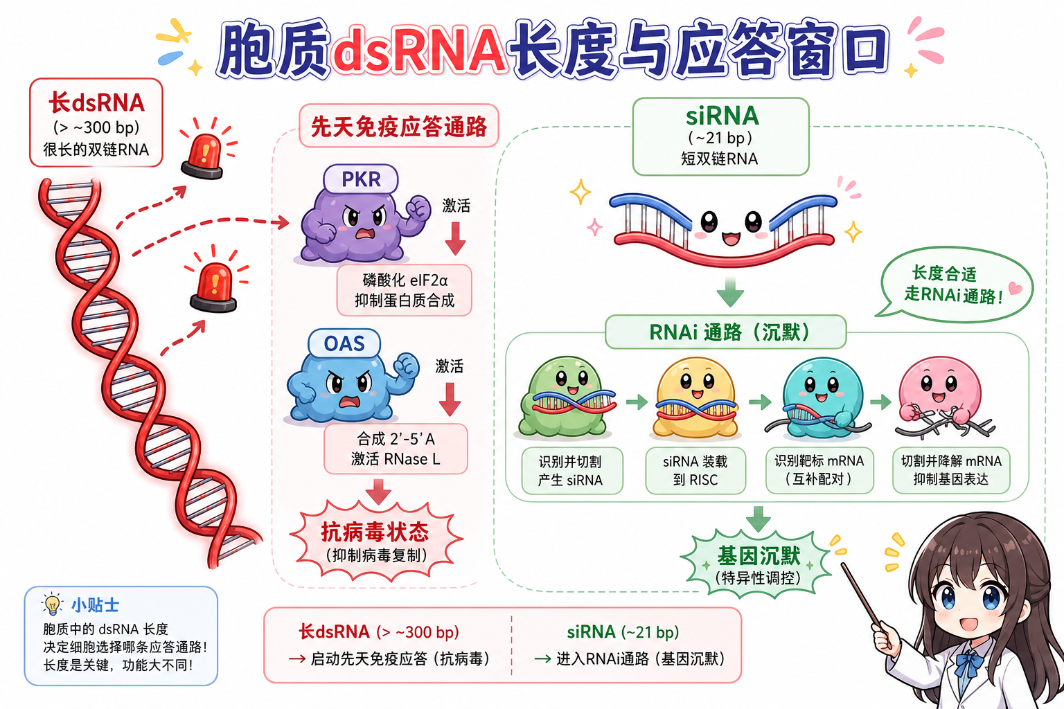 长 dsRNA 触发 PKR/OAS 与短 siRNA 进入 RNAi 的长度窗口对比(科普示意,非论文原图)