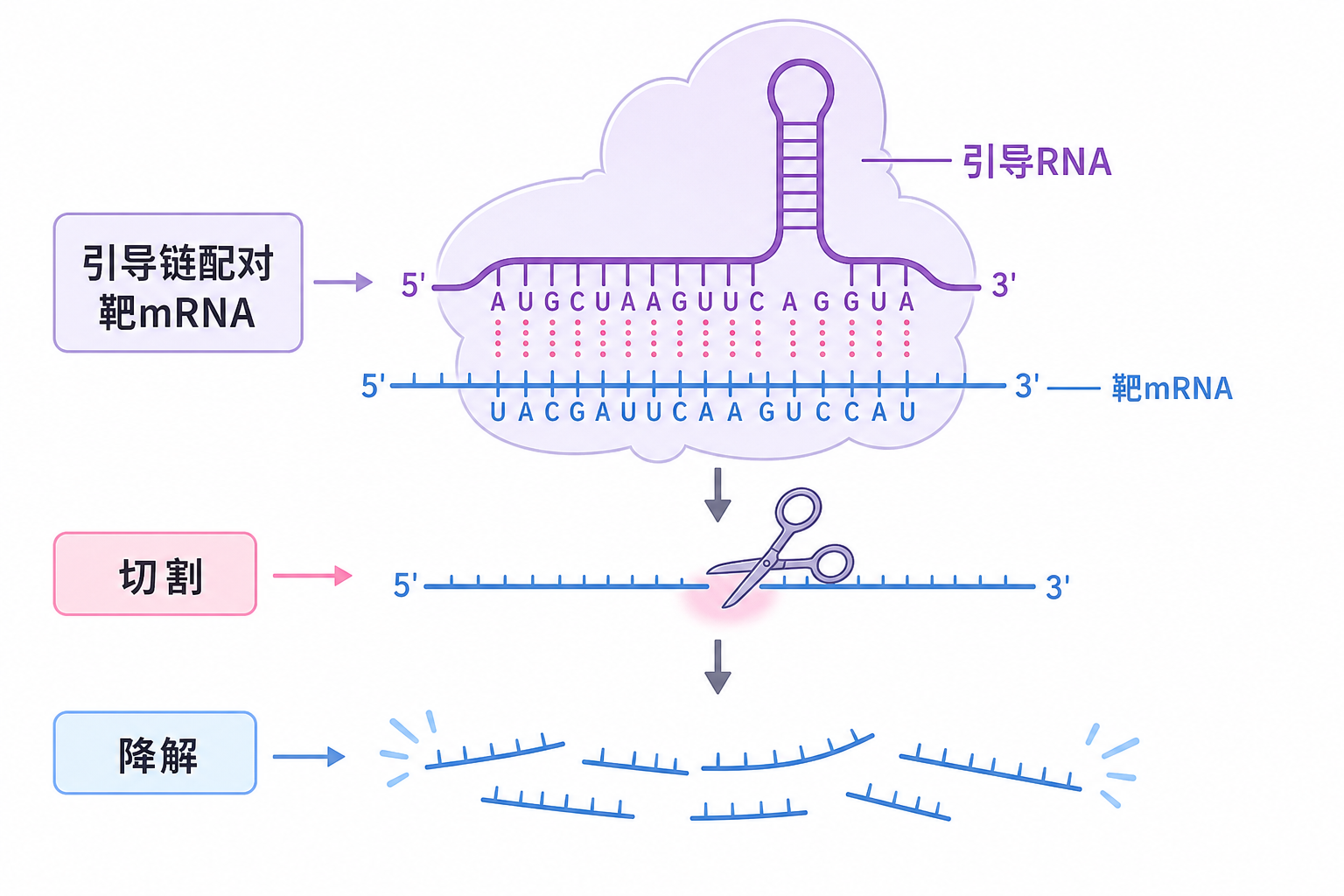 引导链配对靶 mRNA 与 AGO2 介导切割降解(科普示意,非论文原图)