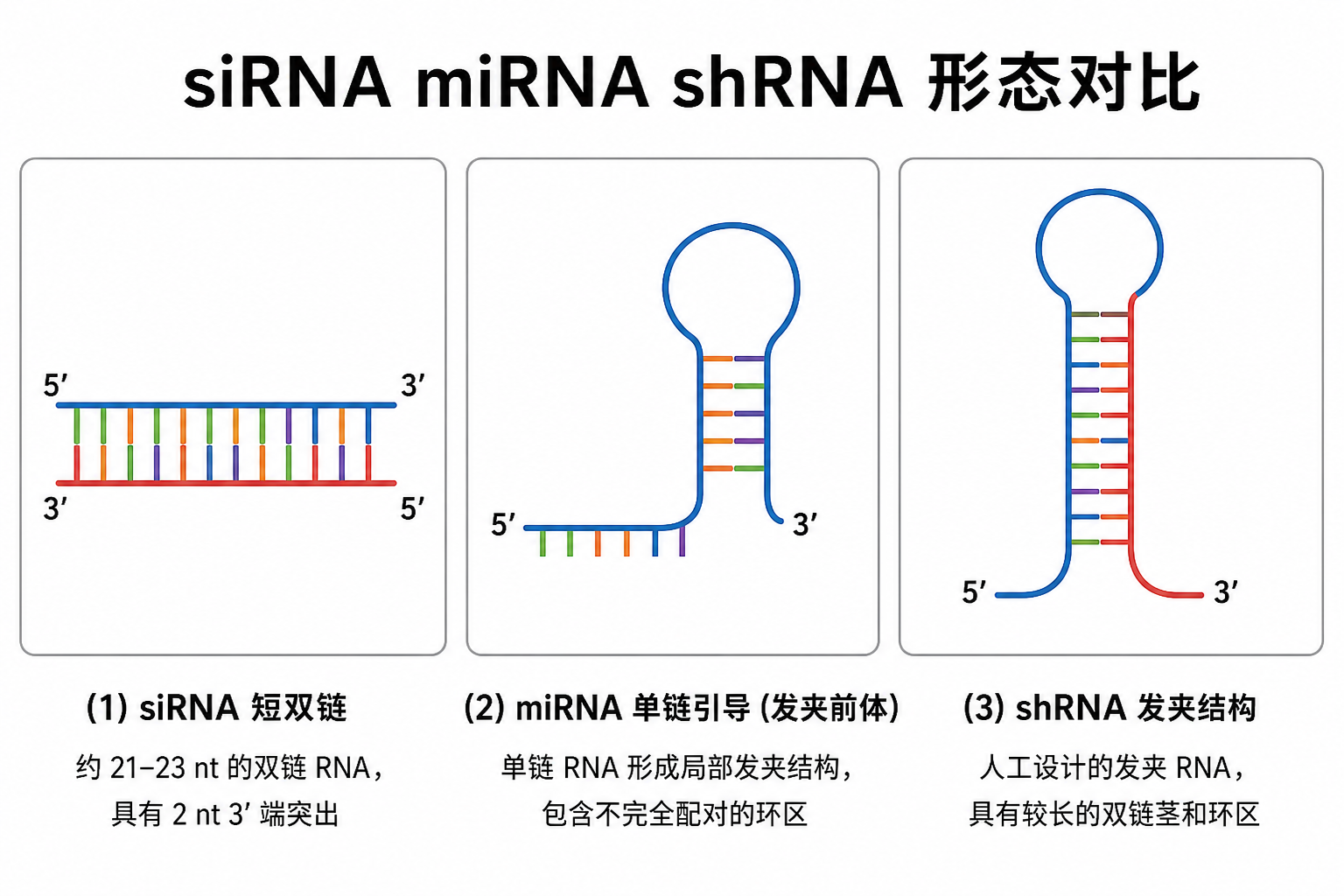 siRNA 双链、miRNA 单链引导、shRNA 发夹的卡通对比(科普示意,非论文原图)