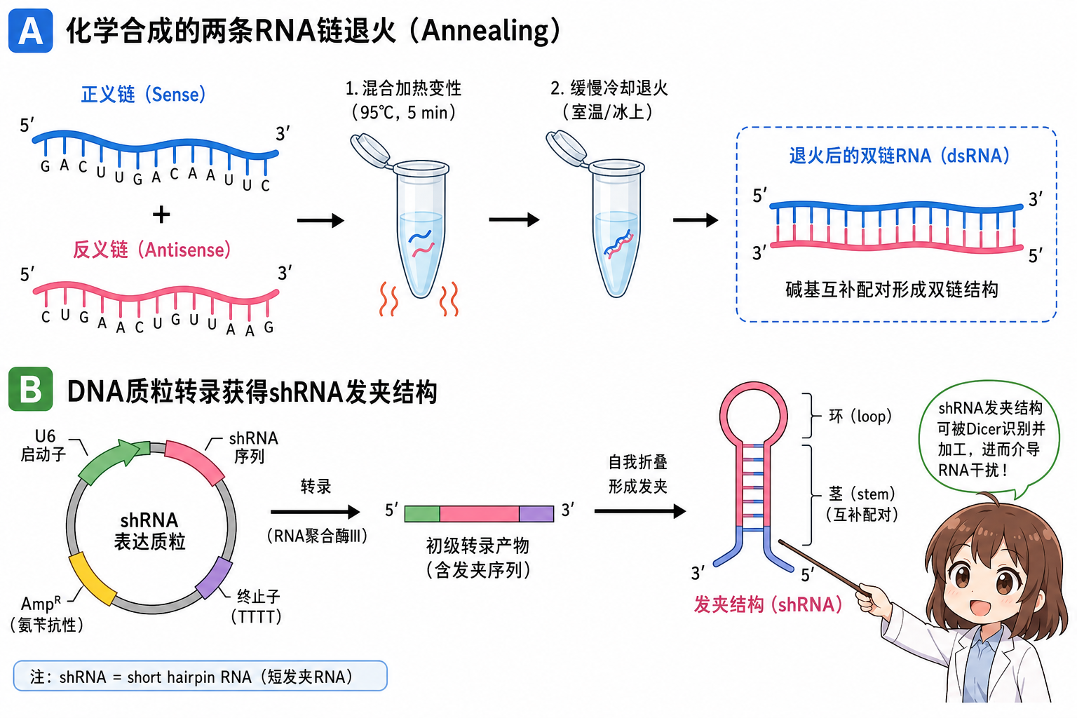 合成 siRNA 双链、shRNA 发夹转录与载体表达流程对比(科普示意,非论文原图)
