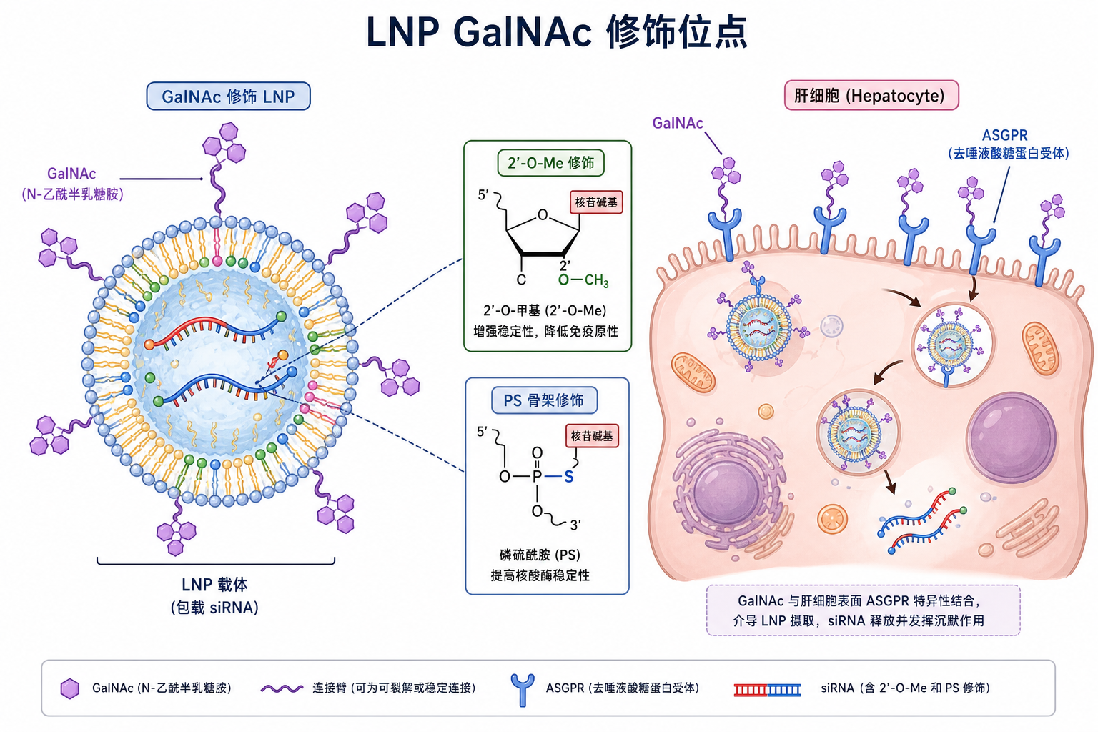 LNP 包载 siRNA 与 GalNAc 偶联肝靶向递送卡通(科普示意,非论文原图)