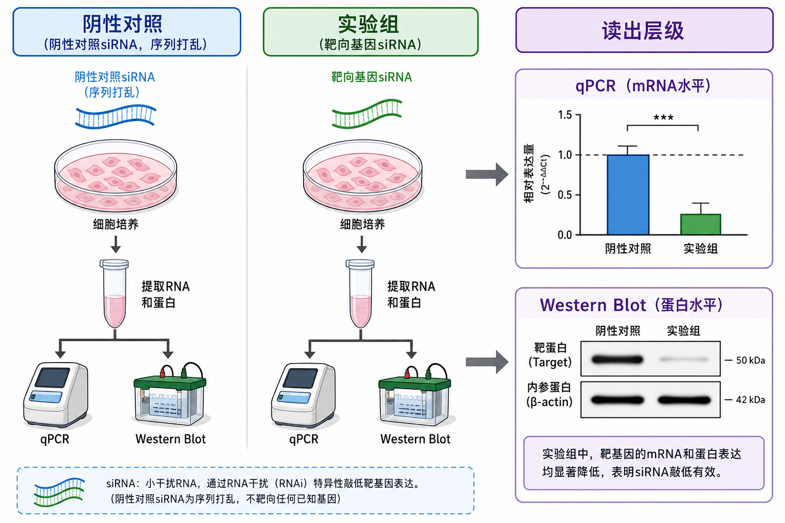 阴性/阳性对照与 qPCR、Western 读出层级（科普示意，非论文原图）
