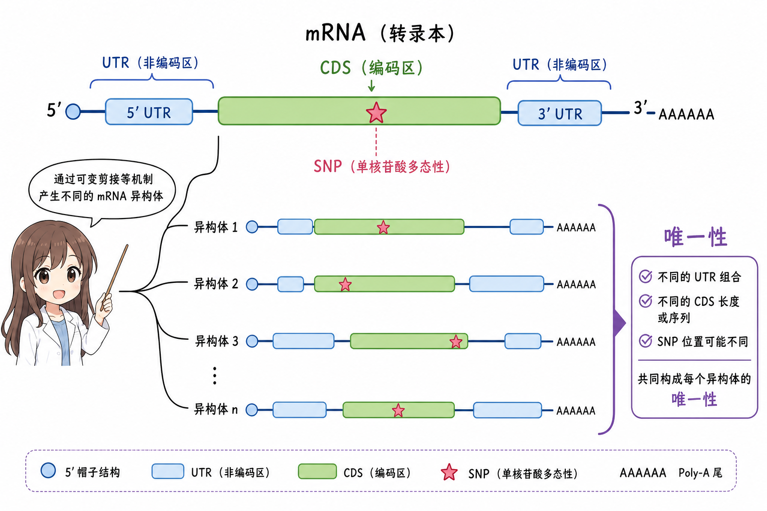 CDS 与 UTR、SNP 与多转录本唯一性直觉（科普示意，非论文原图）