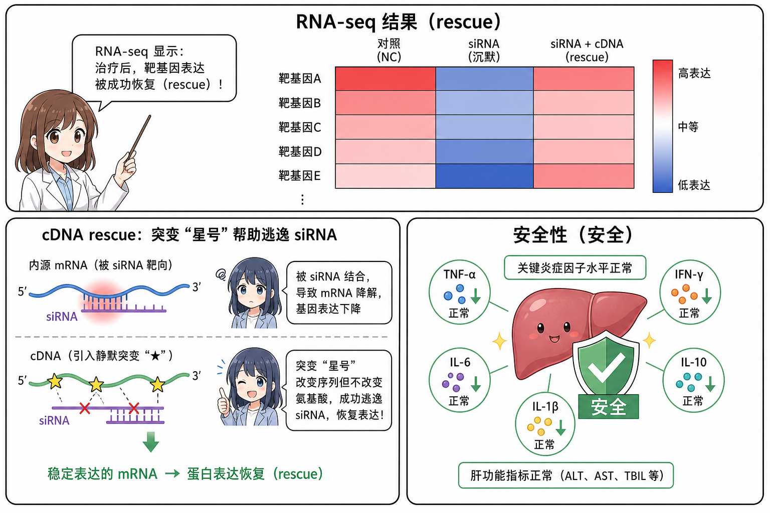 RNA-seq 验证流程与 rescue 突变示意及安全维度小多格（科普示意，非论文原图）