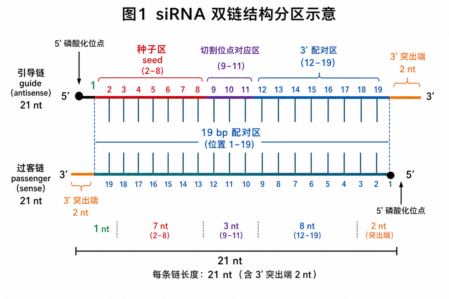 图 1　标准 siRNA 双链的六类结构区域与长度标注（科普示意，非论文原图）