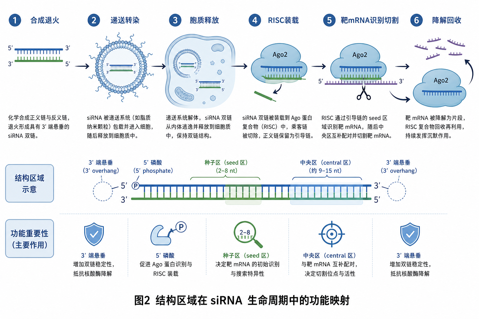 图 2　结构区域在 siRNA 生命周期各阶段的功能映射（科普示意，非论文原图）