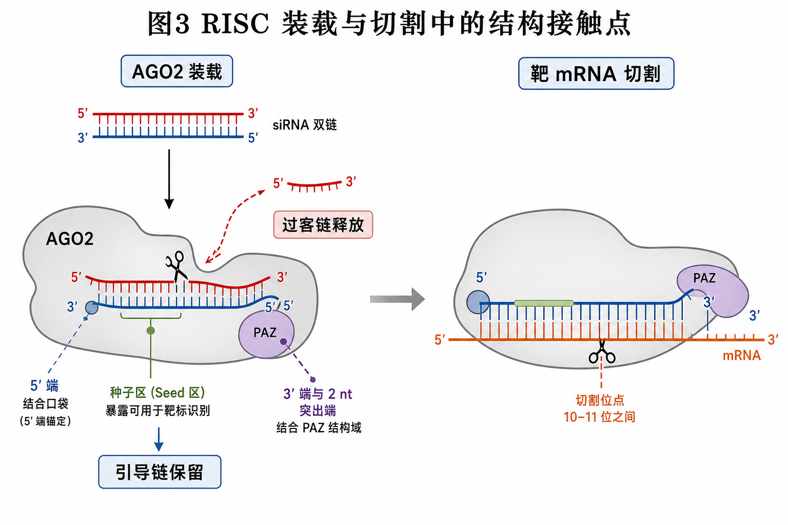 图 3　RISC 装载与靶 mRNA 切割中的结构接触点（科普示意，非论文原图）