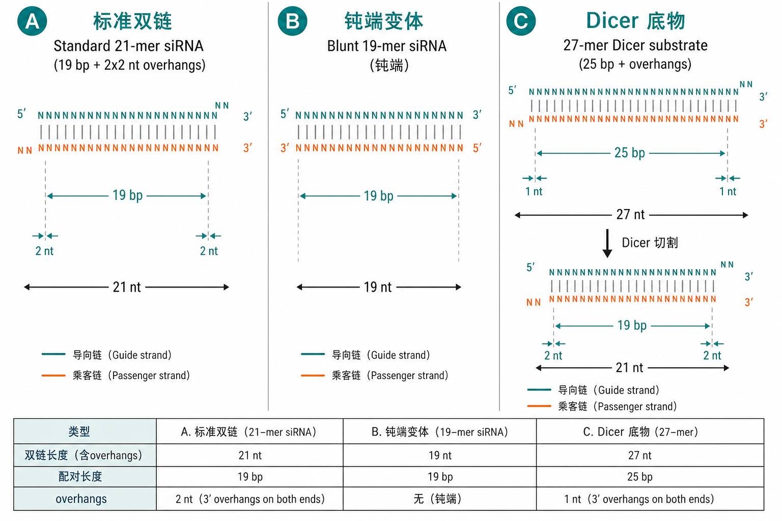 图 4　标准 21-mer、钝端与 27-mer Dicer 底物对照（科普示意，非论文原图）