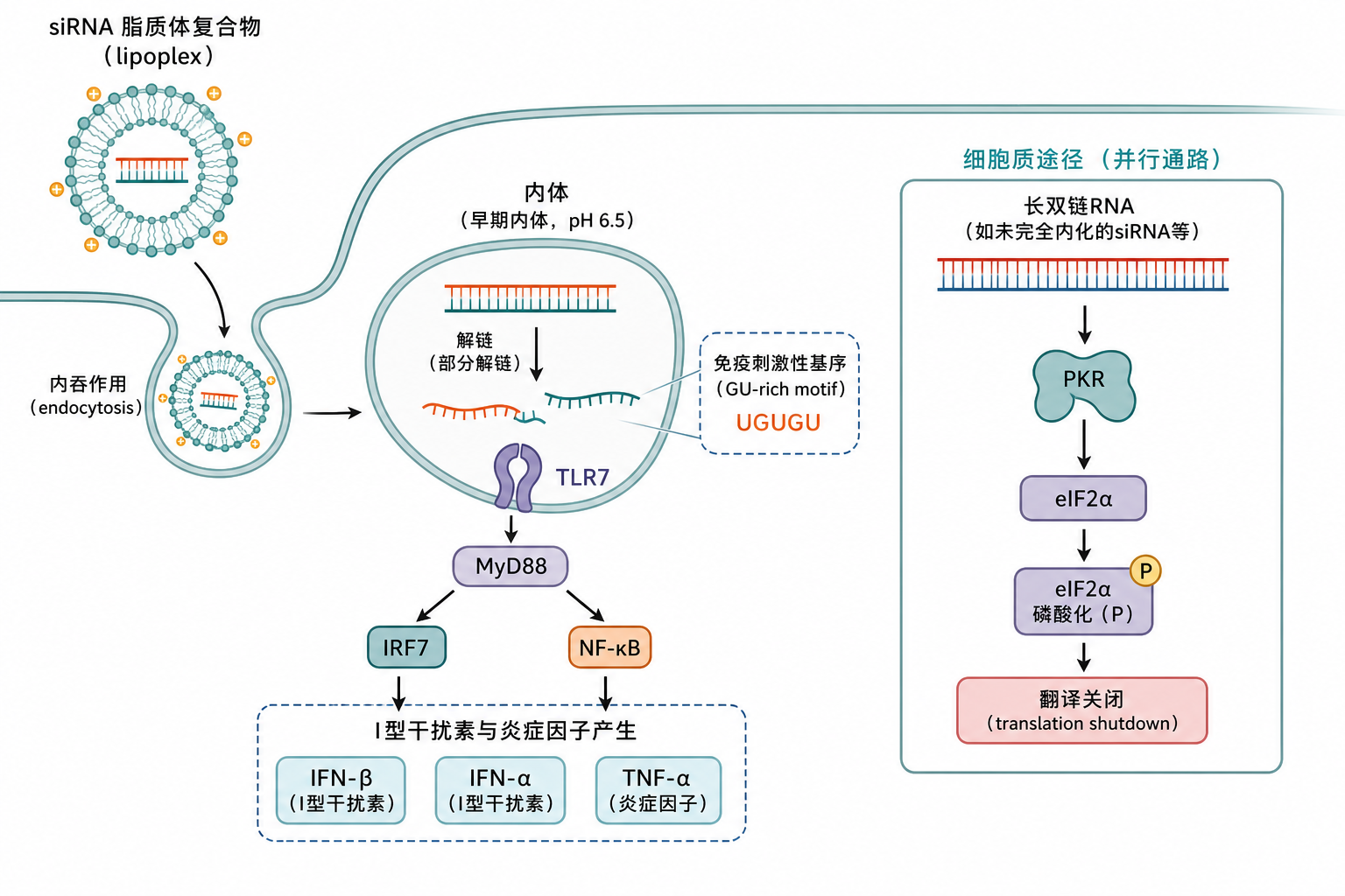 图 1　siRNA 在内体经 TLR7/8 识别与胞质 PKR 应答的简化通路（科普示意，非论文原图）