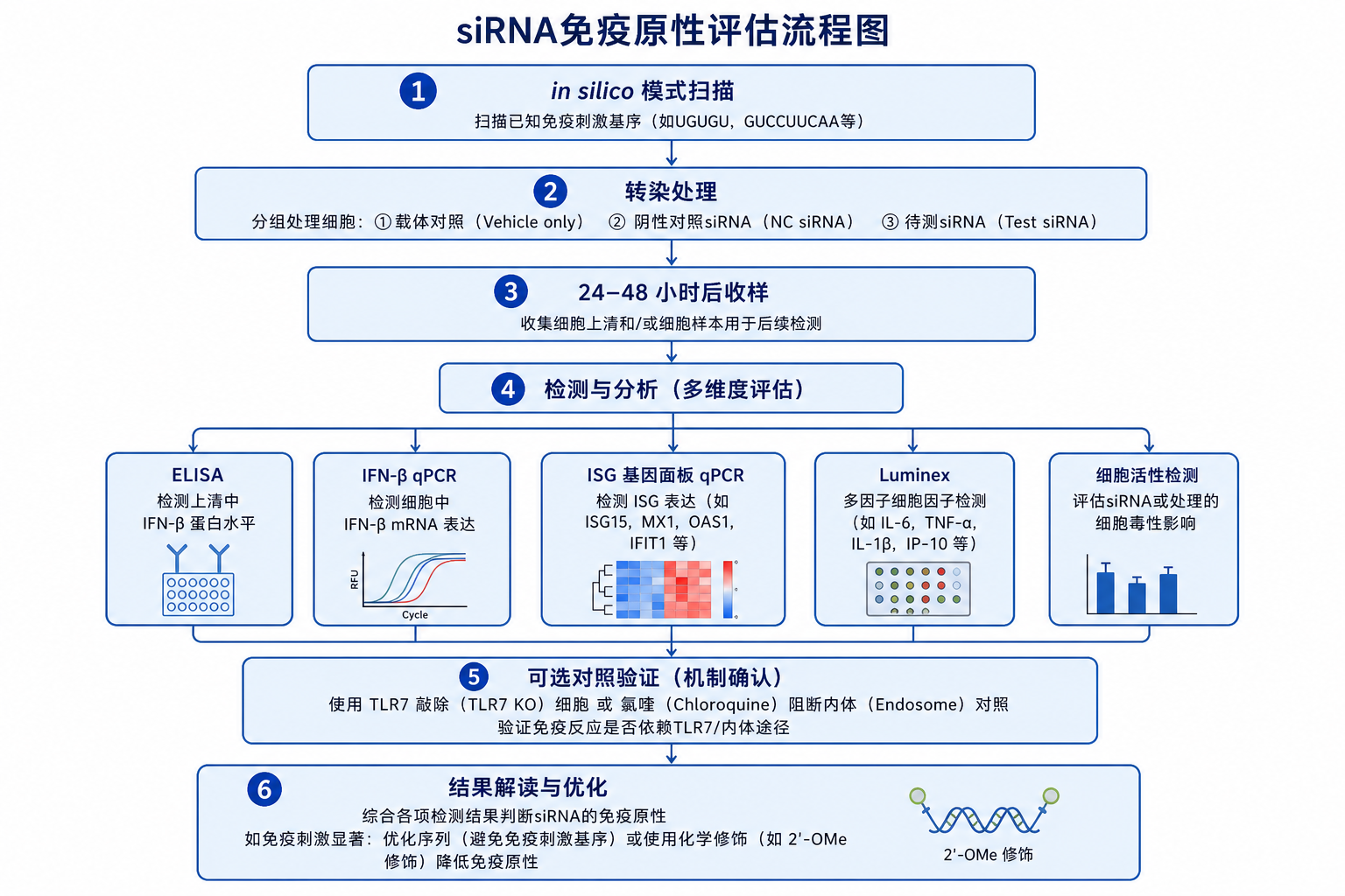 图 3　siRNA 免疫原性评估流程（科普示意，非论文原图）