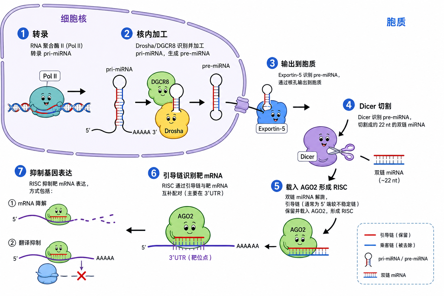 图 1 miRNA 典型生物发生与 RISC 装配示意