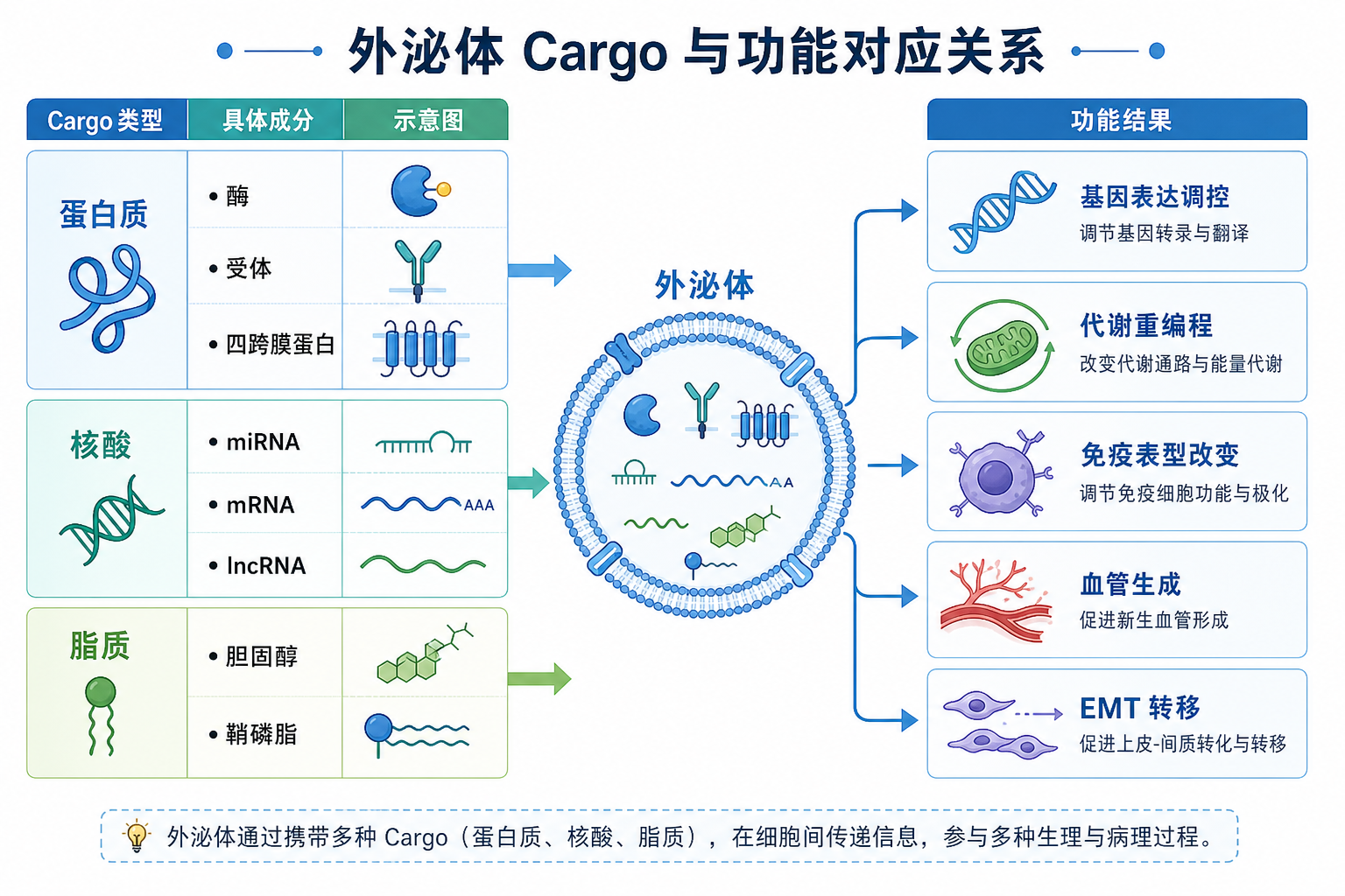 图 3 外泌体 cargo 与功能结果对应关系