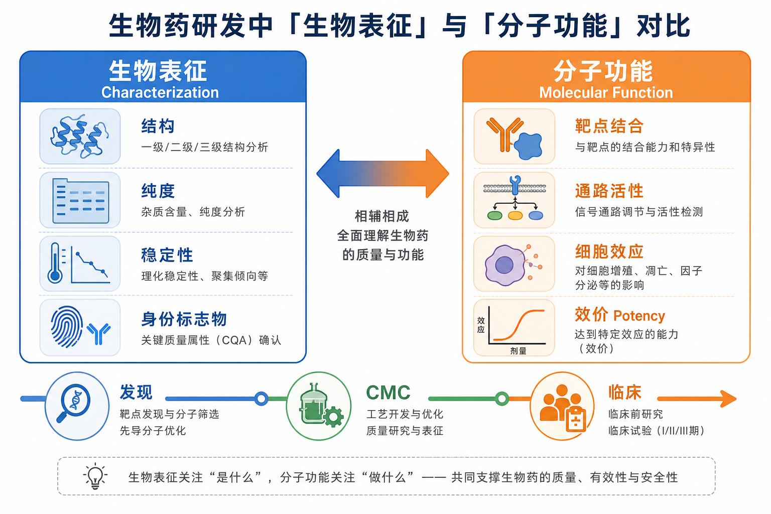 图 1 生物表征与分子功能在研发链条中的位置