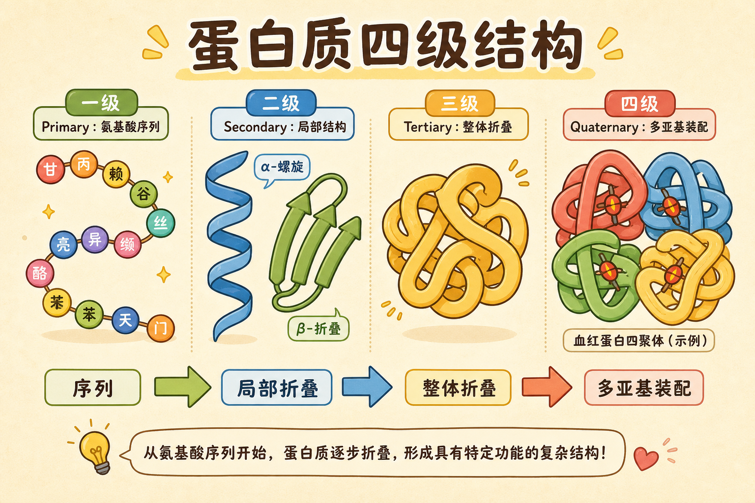 图 1　蛋白质四级结构总览：序列 → 局部折叠 → 单链三维 → 多亚基装配