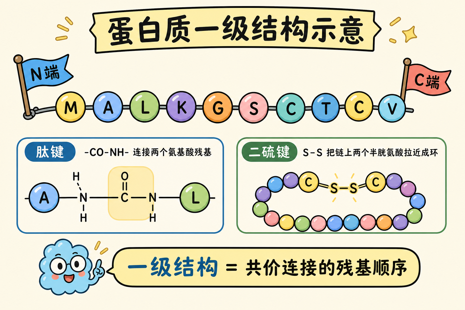 图 2　一级结构：肽链顺序、N/C 端与二硫键