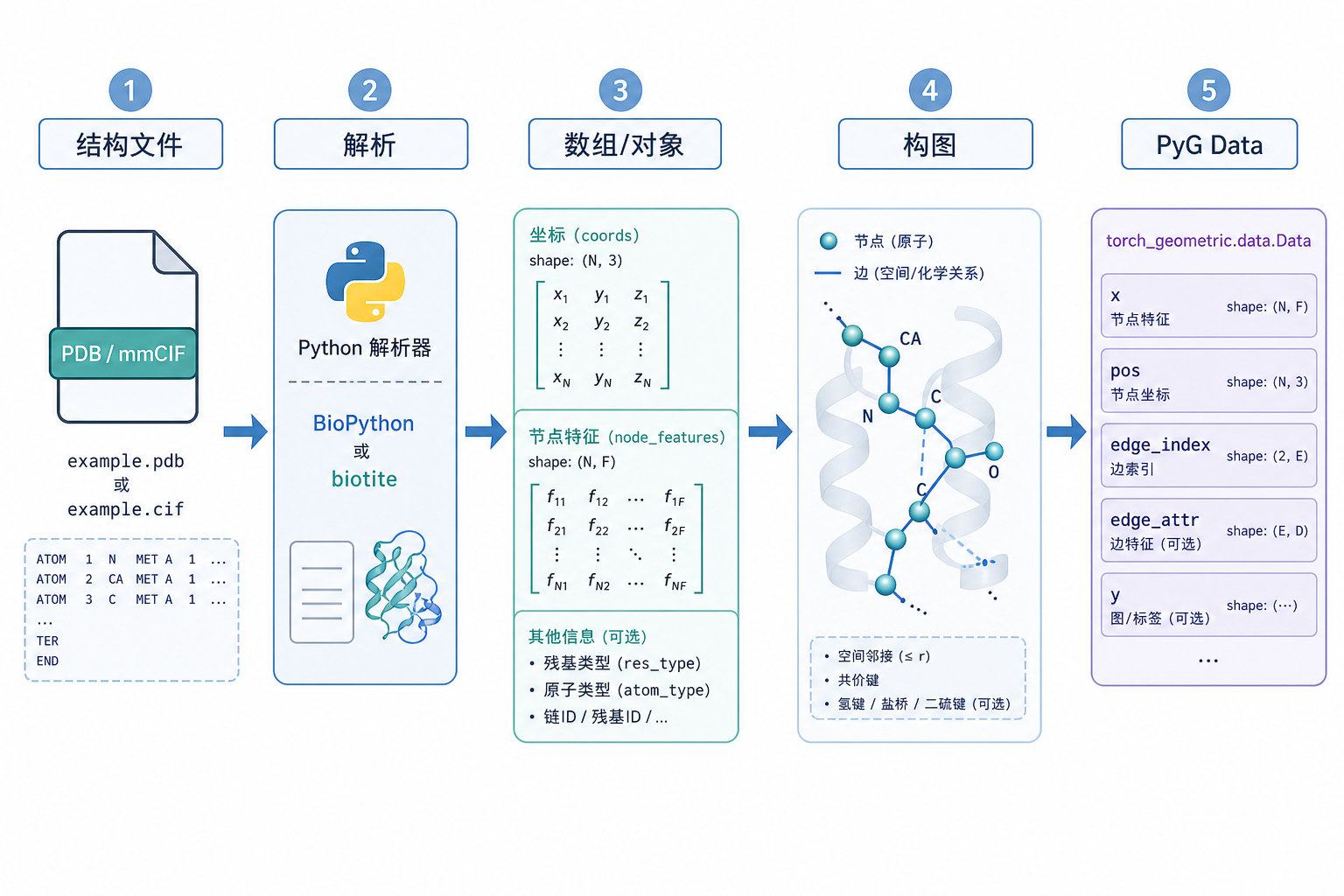 蛋白结构到 GNN:文件 → 解析 → 数组 → 图 → PyG Data