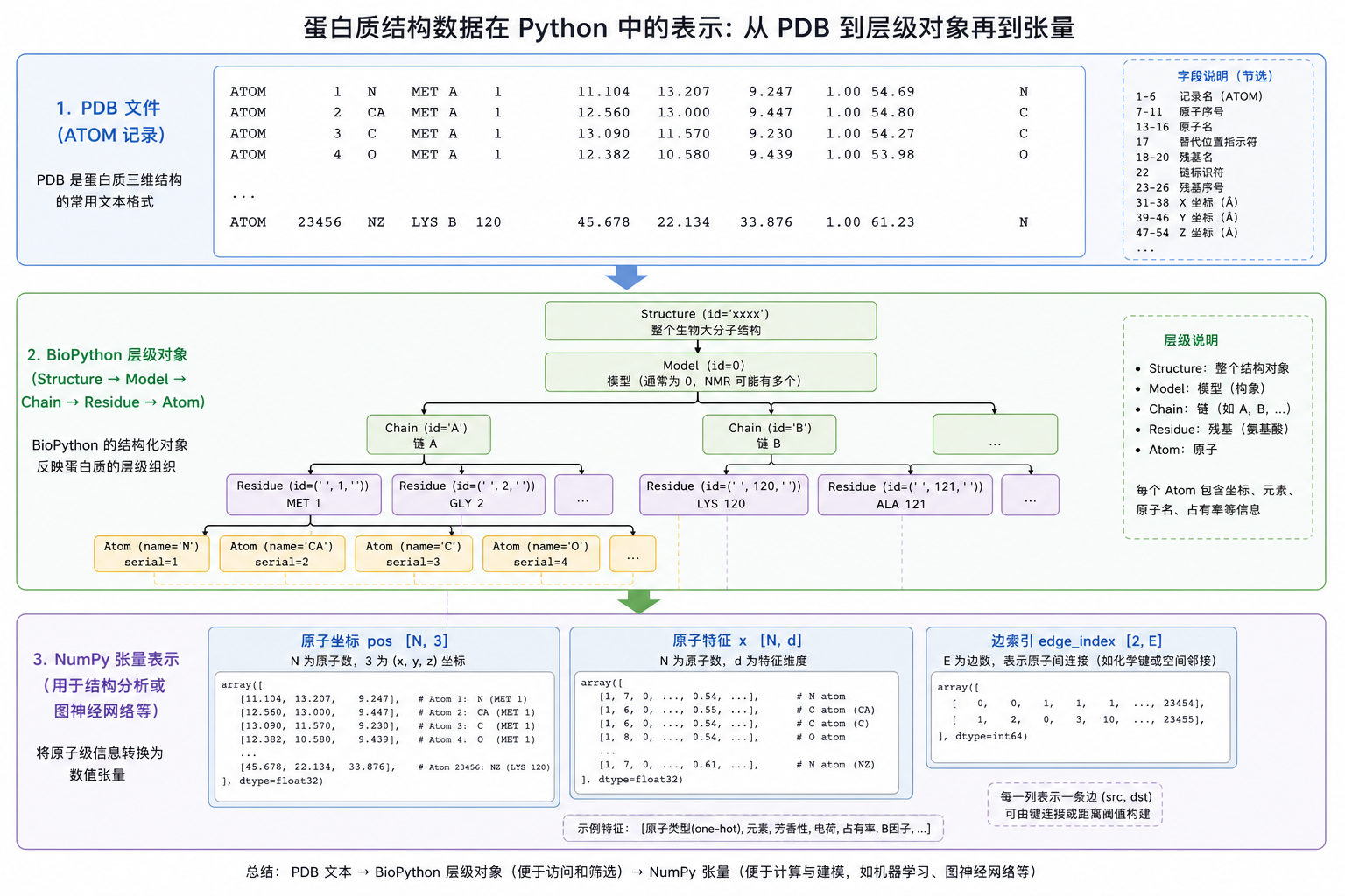 三层:文件行 → BioPython 对象树 → NumPy/PyTorch 张量