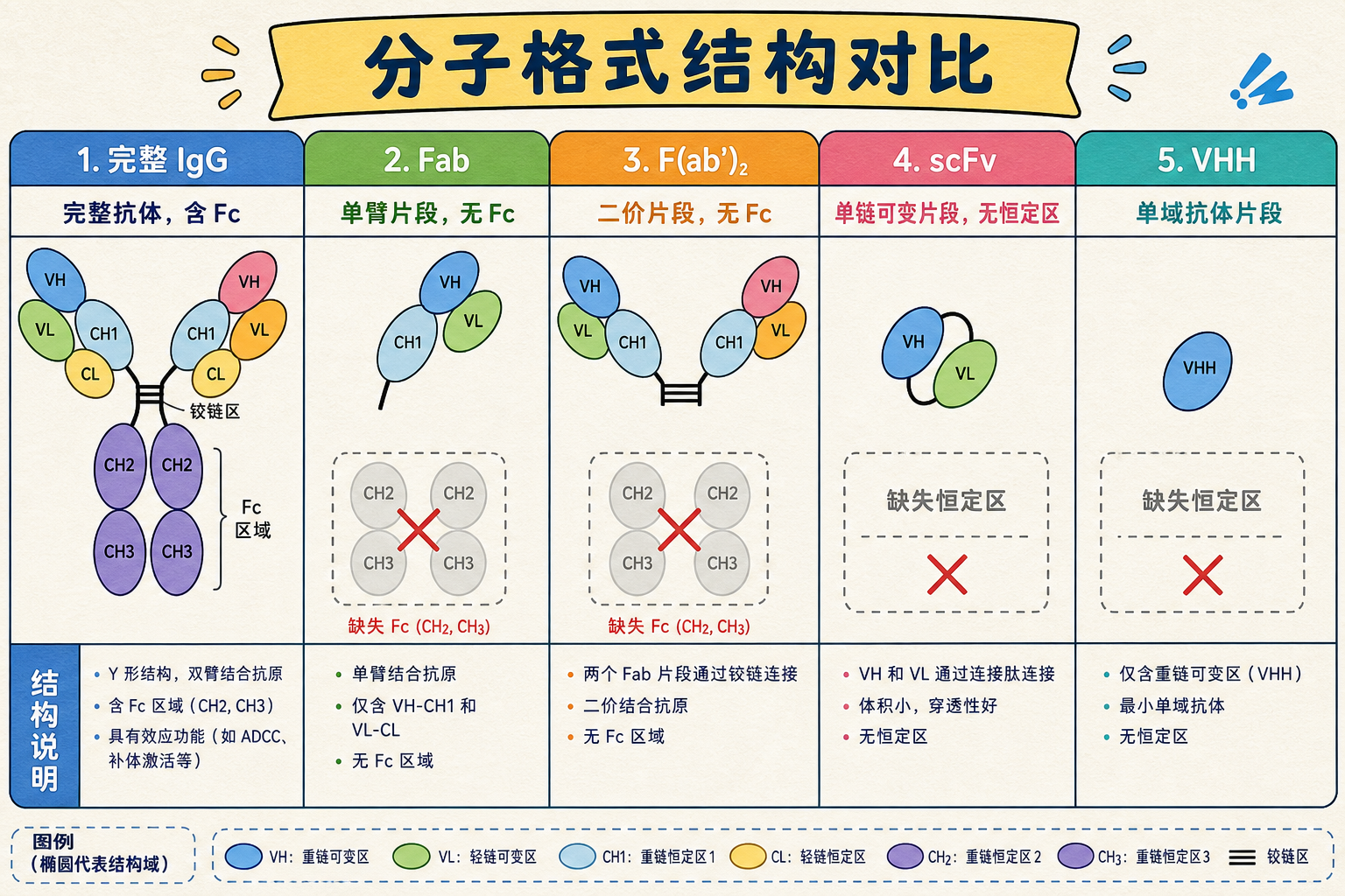 图 8 分子格式结构对比:IgG / Fab / F(ab′)₂ / scFv / VHH(含有 vs 缺失)