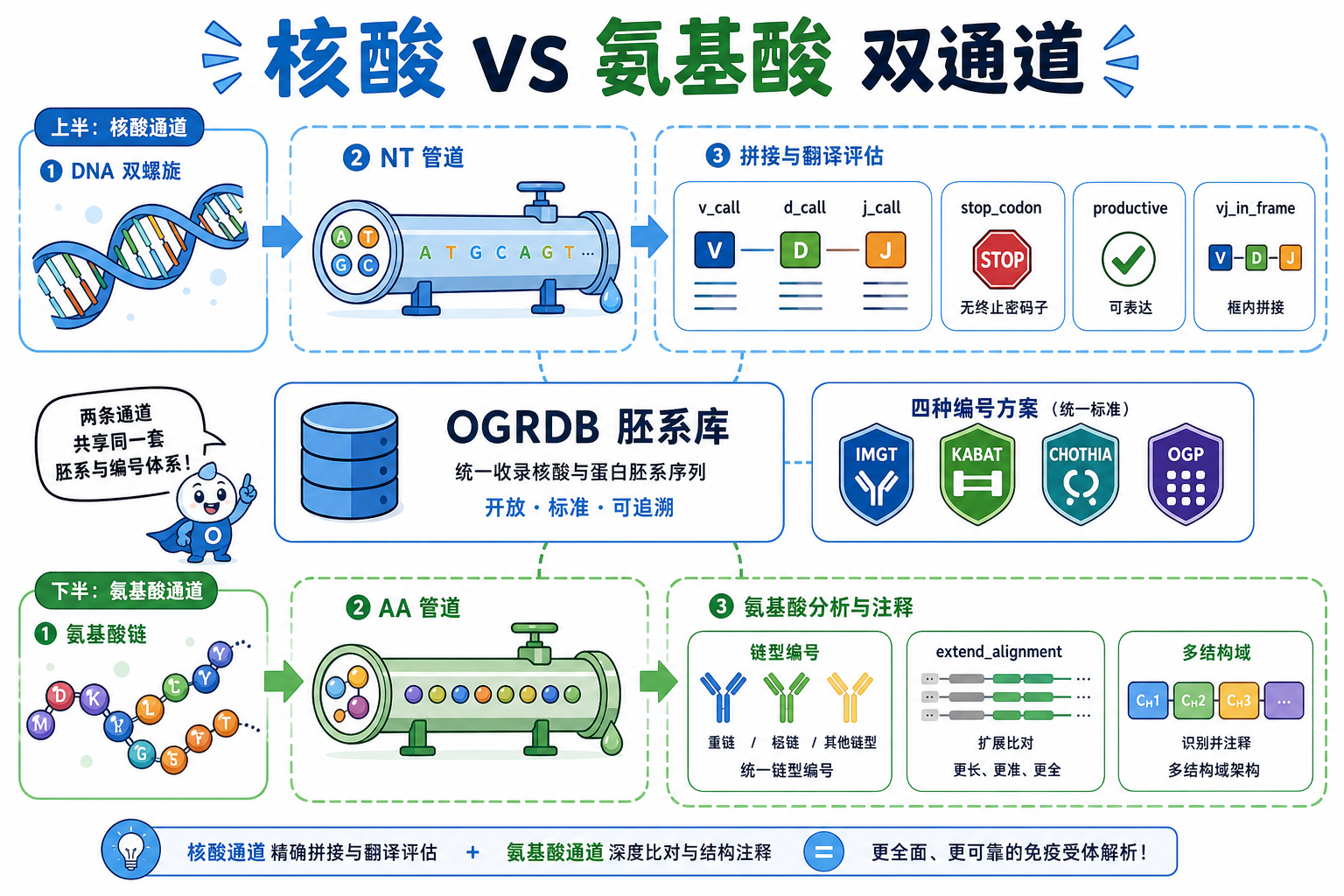 图 2 RIOT 核酸(NT)与氨基酸(AA)双通道及共享胚系库(科普示意)