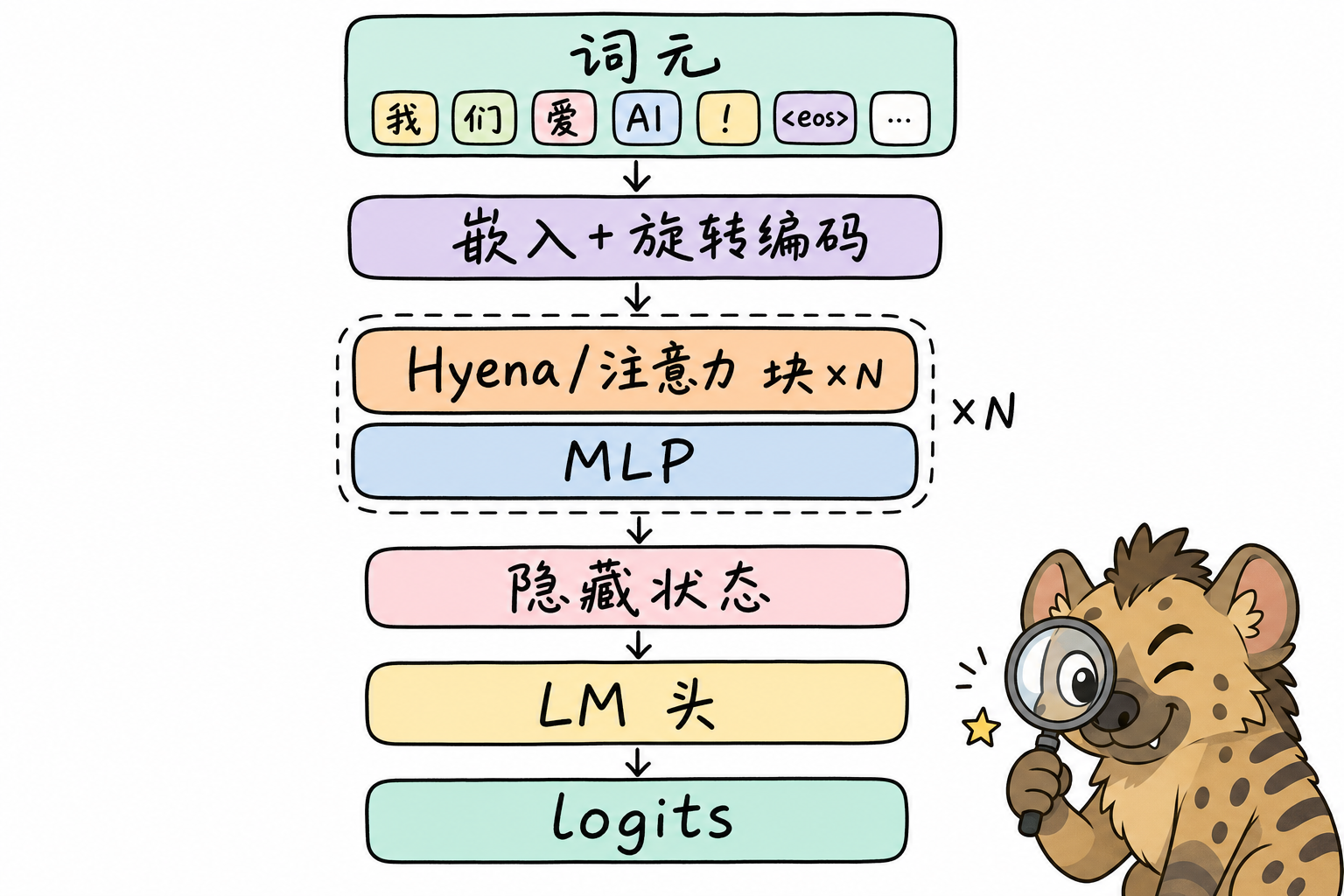 StripedHyena 解码器堆栈鸟瞰:词嵌入 → 交替 Hyena/注意力 + MLP → LM 头(科普动漫风矢量示意,手写体标注,非官方原图)
